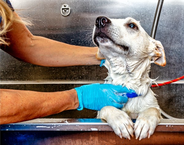 baths-for-every-breed baths-for-every-breed