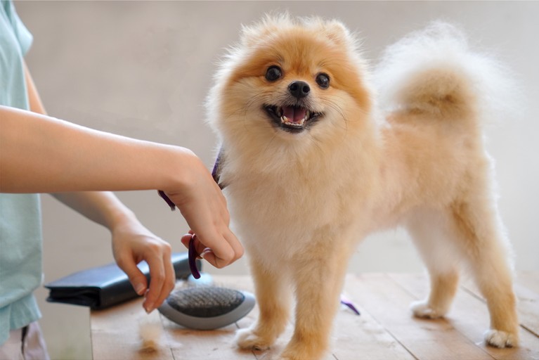 breed-specific-haircut breed-specific-haircut